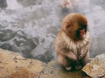 Portrait of monkey in water