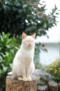 Cat sitting on wood against trees