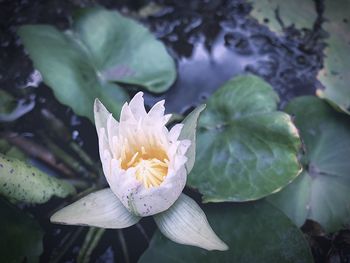 Close-up high angle view of white lotus water lily in pond