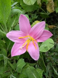 Close-up of pink day lily blooming outdoors