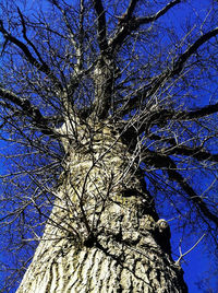 Low angle view of tree against blue sky