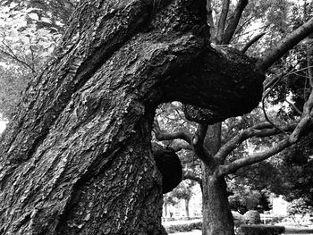 Close-up of tree trunk