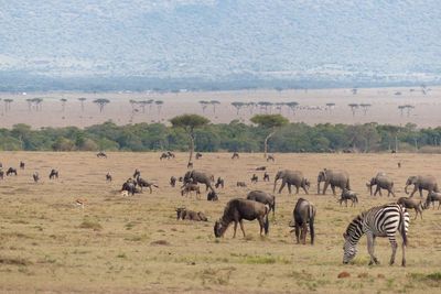 Flock of sheep in a field