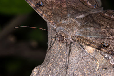 Close-up of butterfly on tree