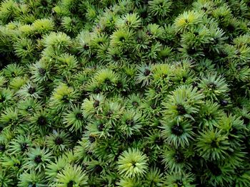 Full frame shot of succulent plants on field