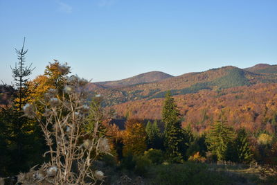 Scenic view of field against clear sky