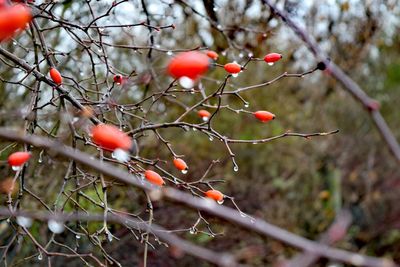 Close-up of berries on tree