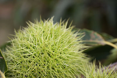 Close-up of succulent plant