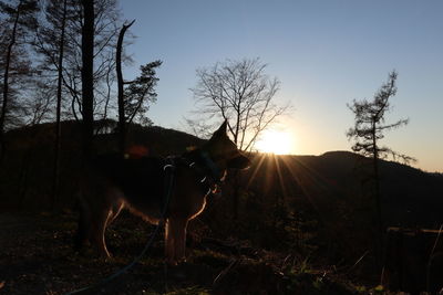 Horse standing on field against sky during sunset