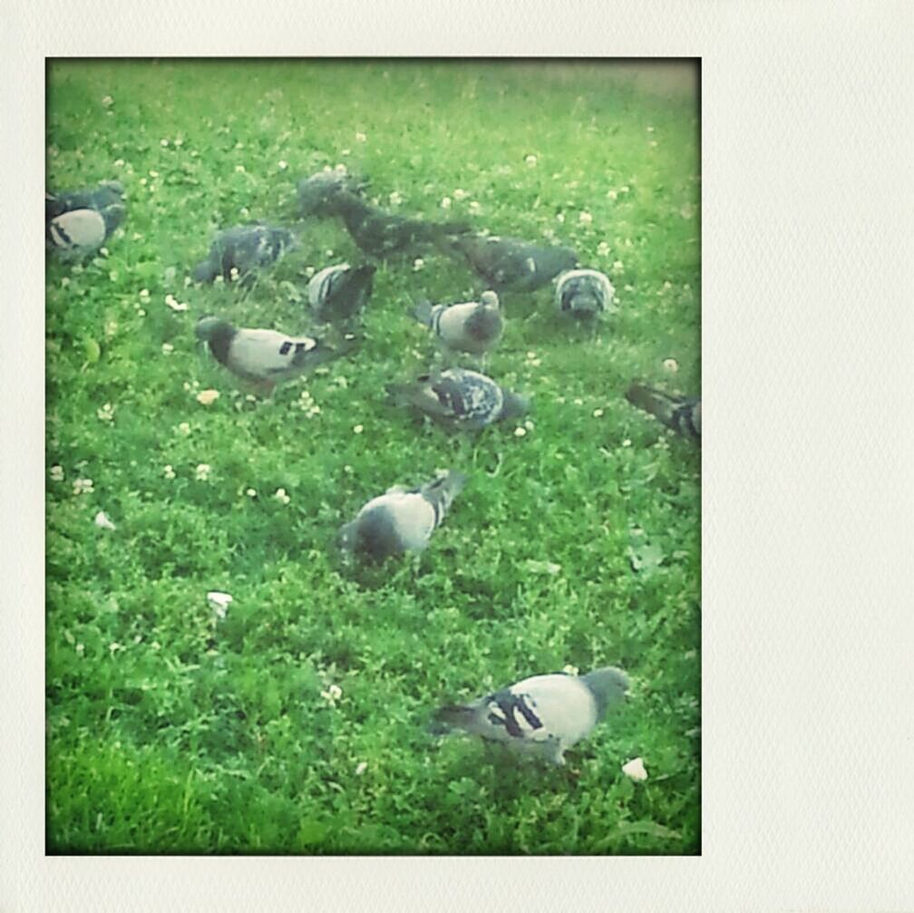 bird, animal themes, grass, transfer print, wildlife, animals in the wild, field, grassy, auto post production filter, nature, green color, duck, day, outdoors, beauty in nature, no people, tranquility, two animals, high angle view