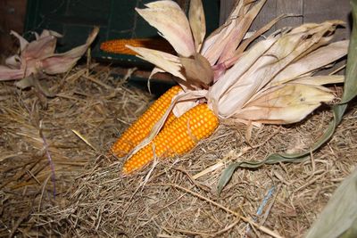 Close-up of vegetables