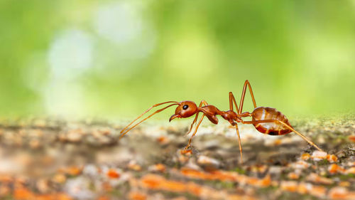 Fire ant on branch in nature ,selection focus only on some points in the image.