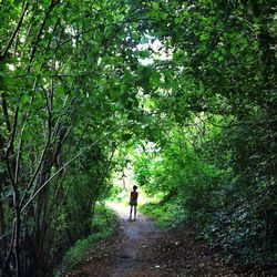 Rear view of people walking on footpath in forest