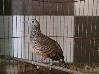 Close-up of bird perching on floor