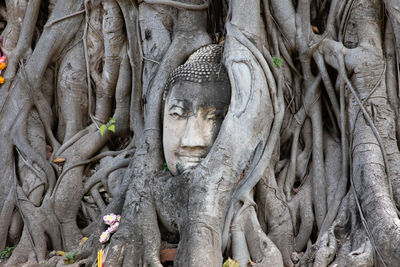 Buddha head in tree root