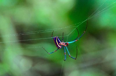 Close-up of spider on web