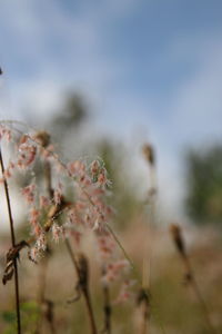 Close-up of flowering plant