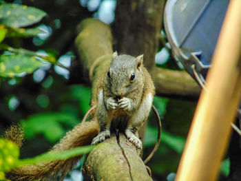 Close-up portrait of squirrel on tree