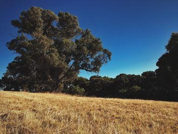 Trees on field against blue sky