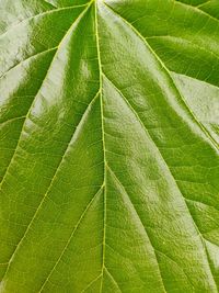 Full frame shot of leaf