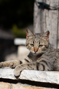 Close-up portrait of a cat sitting outdoors