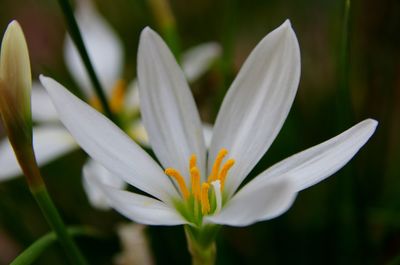 Close-up of white crocus flower