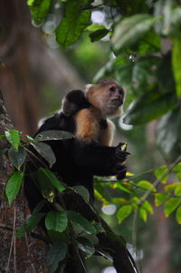 Low angle view of monkey on tree in forest