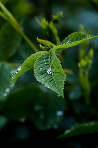 Close-up of leaves on leaf