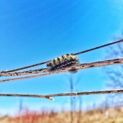 Close-up of caterpillar on twig against clear sky