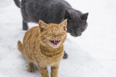 Portrait of cats yawning