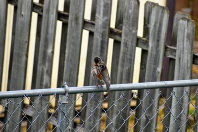 Bird on fence