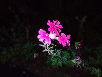 Close-up of pink flowers blooming at night