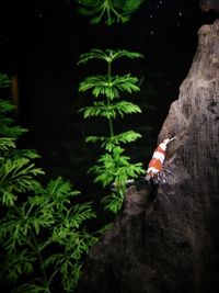 Close-up of lizard on tree