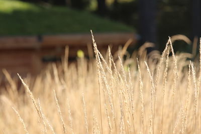 Close-up of stalks in field