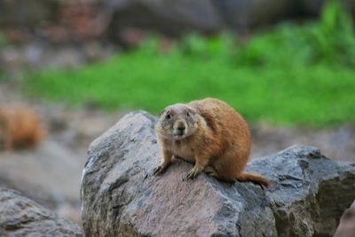 Monkey looking away on rock