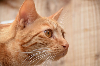 Close-up of ginger cat