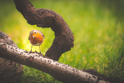 Close-up of bird perching on branch