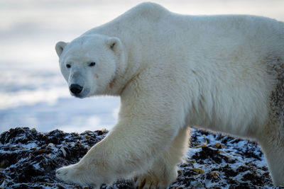 Close-up of polar bear walking across rocks