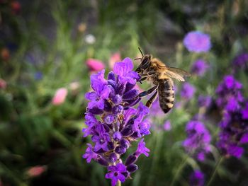 Close-up of bee pollinating on purple flower