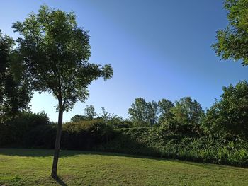 Trees on field against clear sky
