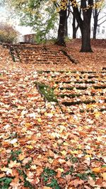 Autumn leaves on tree trunk