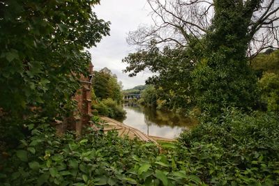 River amidst trees in forest against sky