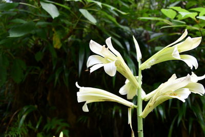 Close-up of white flowering plant