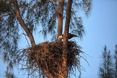 Low angle view of bird nest on tree against sky