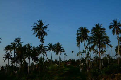 Silhouette palm trees against clear blue sky