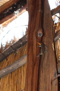 Low angle view of lizard on tree