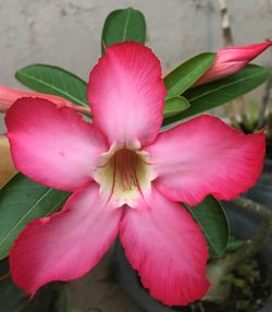 Close-up of pink flower blooming outdoors