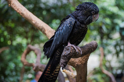 Low angle view of parrot perching on tree