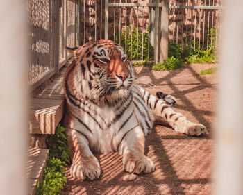 Cat relaxing in a zoo