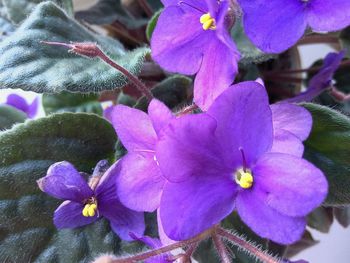 Close-up of purple flowers blooming outdoors